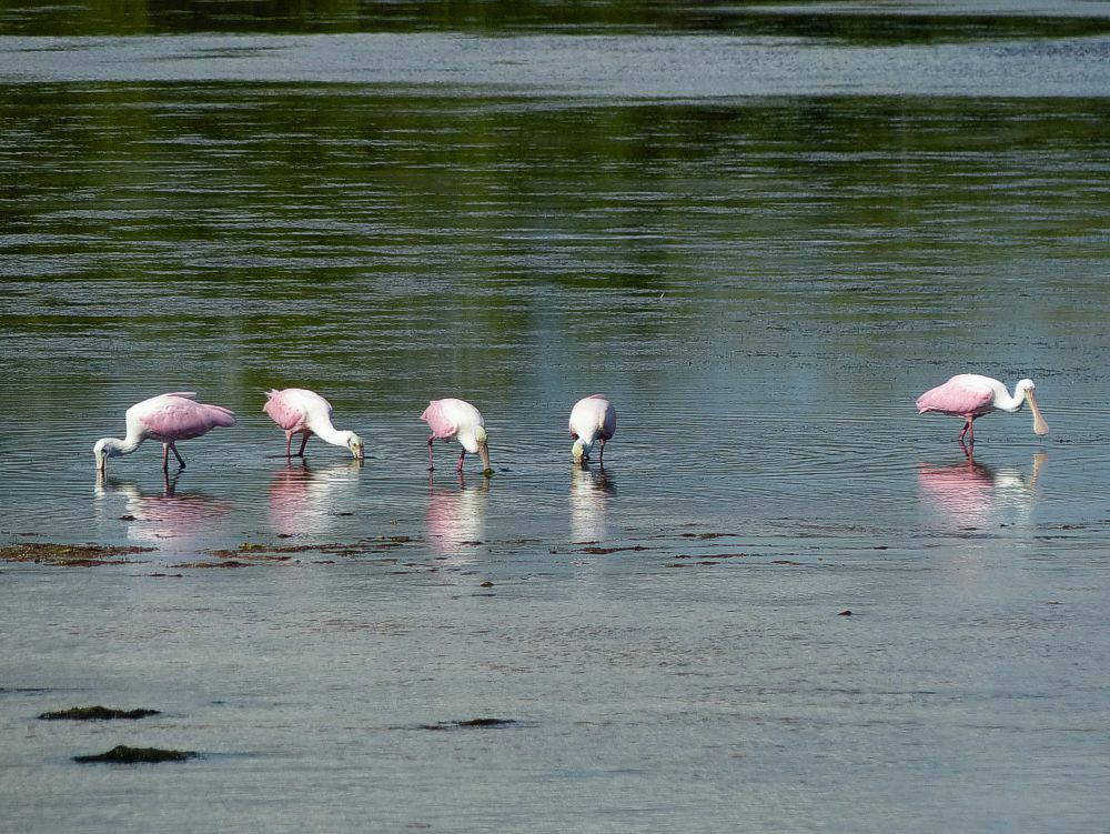 Click to See Next Image